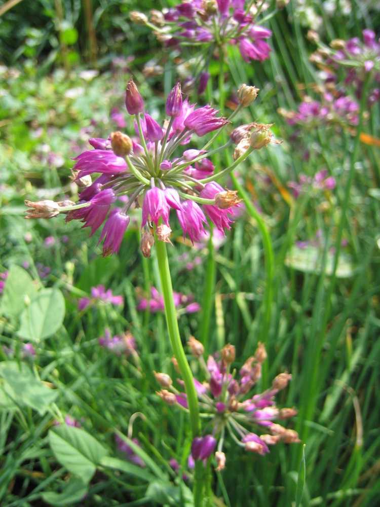 Allium cyathophorum (Farrers-Becher-Lauch)